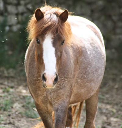 Flicka la petite